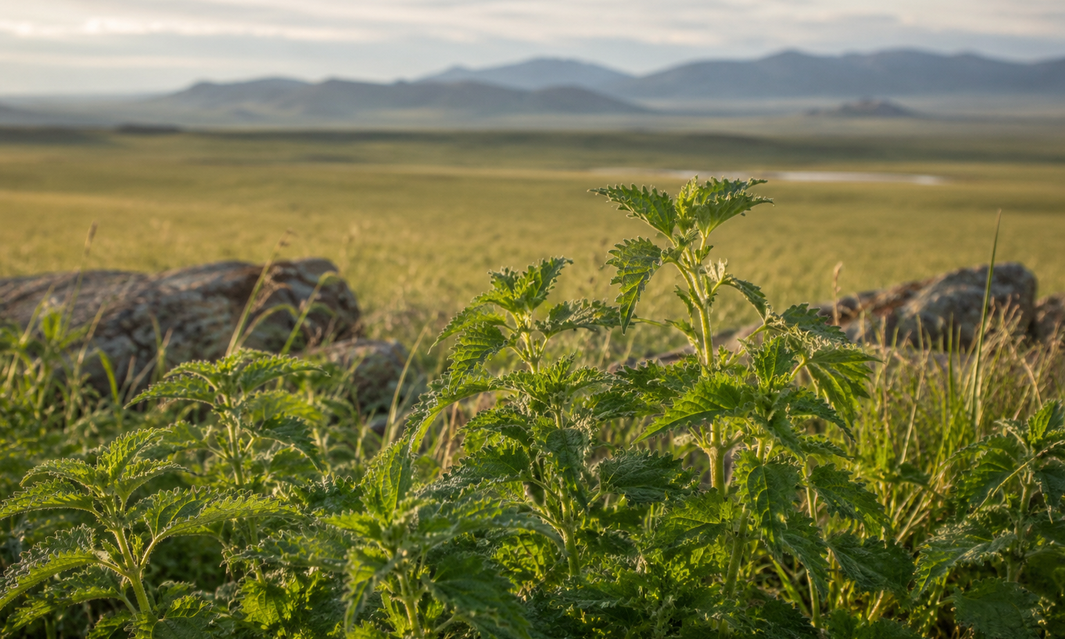 The Ancient Secret Growing Wild in Mongolia: Why Nettle Is Your Skin's Best Friend