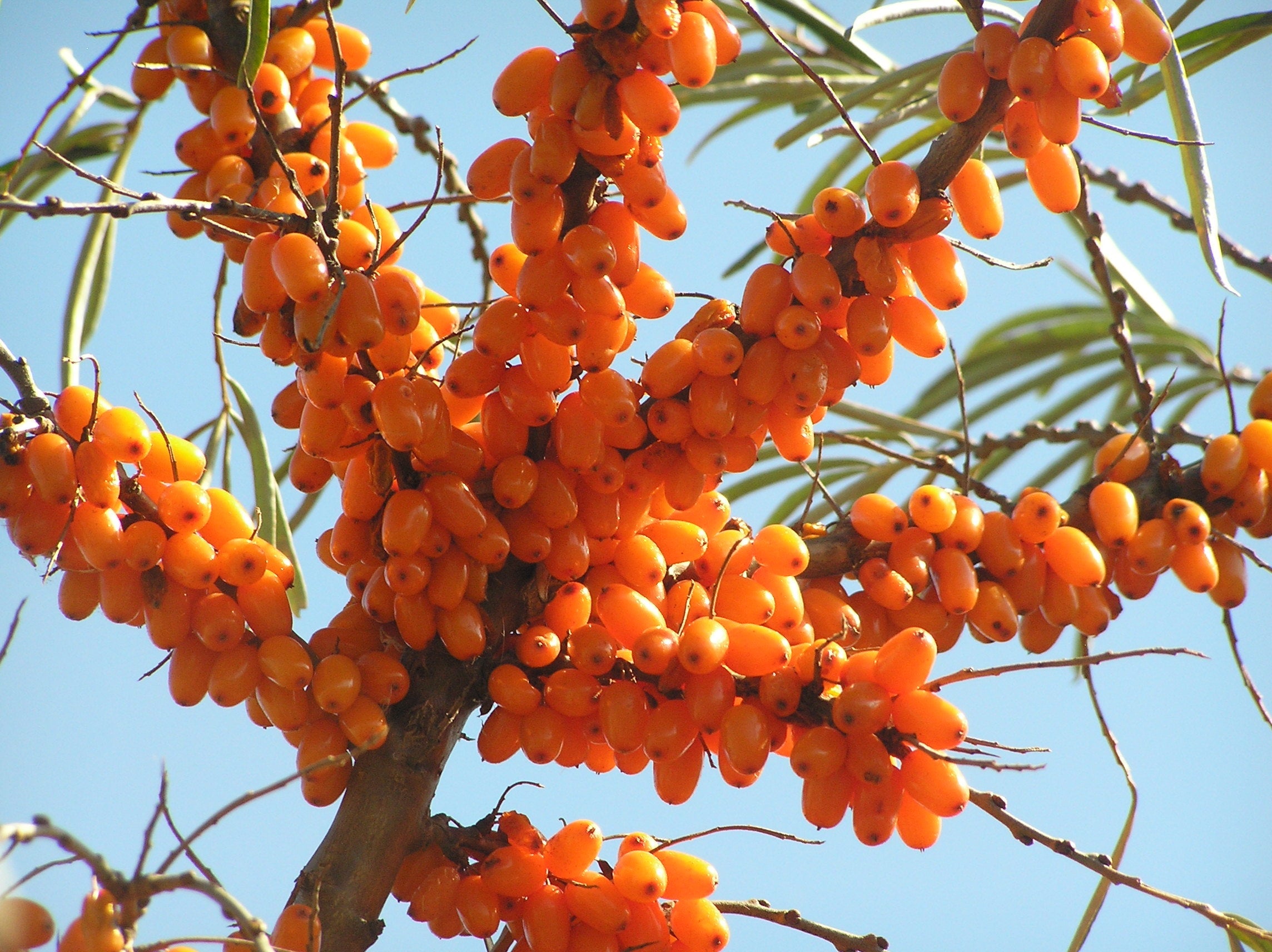 The Ultimate List of Sea Buckthorn Benefits for Skin: What Science Tells Us