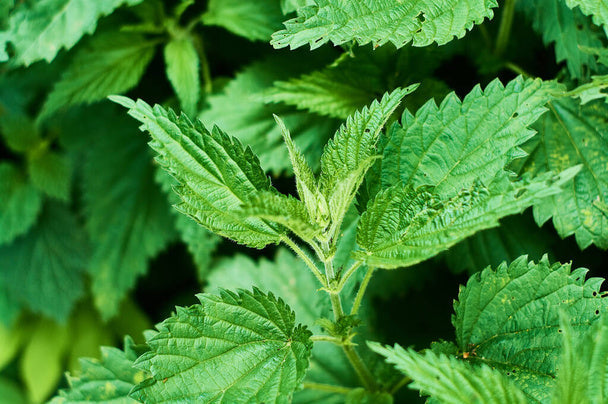 Nettle - What Mongolian nomadic women have been using for centuries